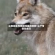 沈阳地区有狼群吗最近疫情/辽宁有狼的地方