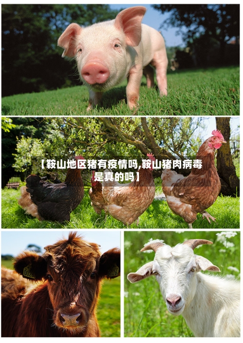 【鞍山地区猪有疫情吗,鞍山猪肉病毒是真的吗】-第1张图片