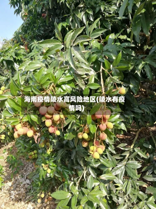 海南疫情陵水高风险地区(陵水有疫情吗)-第2张图片